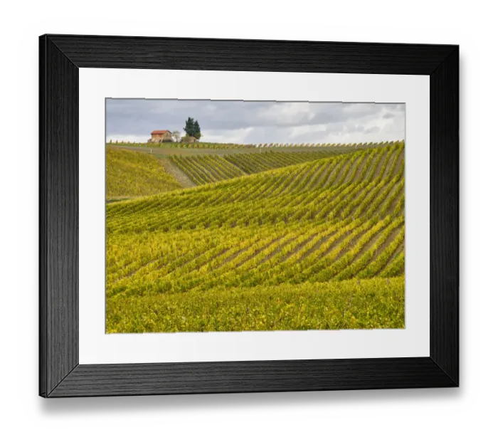 Framed Print : Italy, Tuscany. Colorful vineyard in autumn Framed Print : Italy, Tuscany. Colorful vineyard in autumn