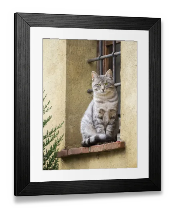 Framed Print : Italy, Tuscany, Pienza. Cat sitting on a window ledge along the streets