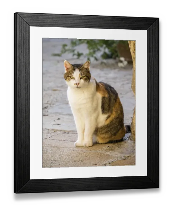 Framed Print : Italy, Tuscany, Monticchiello. Tabby cat Framed Print : Italy, Tuscany, Monticchiello. Tabby cat