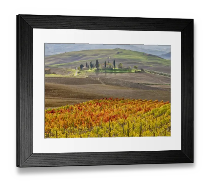 Framed Print : Italy, Tuscany. Colorful vineyard in autumn Framed Print : Italy, Tuscany. Colorful vineyard in autumn