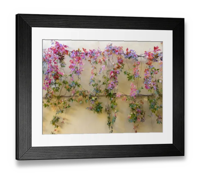 Framed Print : Italy, Tuscany, Pienza. Colorful vines hanging on a wall along the streets Framed Print : Italy, Tuscany, Pienza. Colorful vines hanging on a wall along the streets