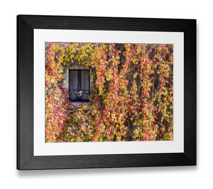 Framed Print : Italy, Tuscany, Pienza. Ivy covered wall along the streets
