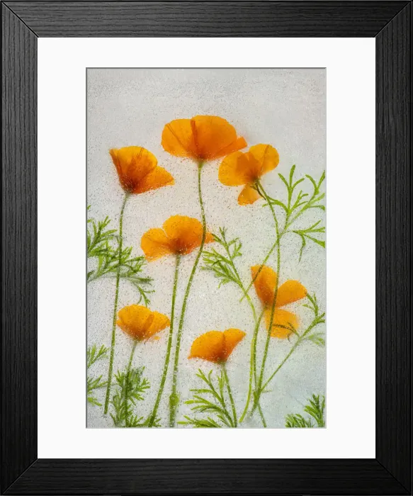 Framed Print : California poppies in ice Framed Print : California poppies in ice