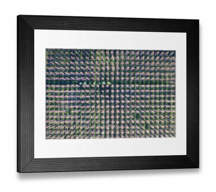 Framed Print : Italy, poplar trees plantation for paper pulp production Framed Print : Italy, poplar trees plantation for paper pulp production