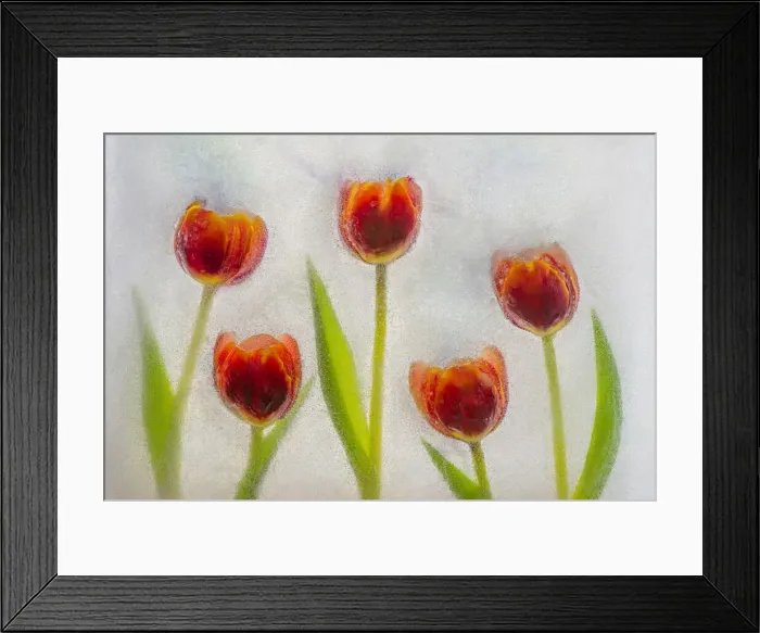 Framed Print : Tulip in ice