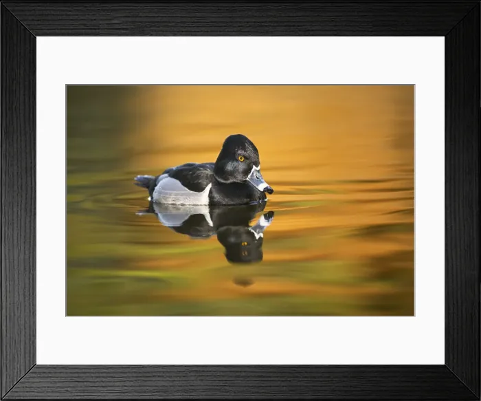Framed Print : Ring-necked duck