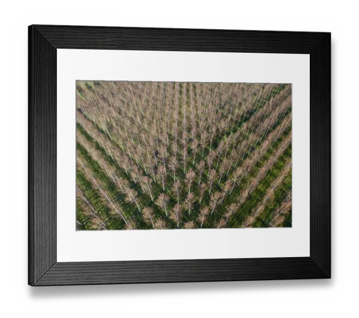 Framed Print : Italy, poplar trees plantation for paper pulp production Framed Print : Italy, poplar trees plantation for paper pulp production