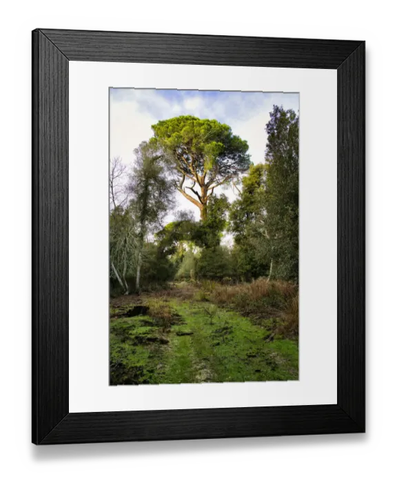 Framed Print : Italy, Riserva Naturale di Massaciuccoli San Rossore, protected coastal forest in Tuscany. Winter views. Maritime pine Framed Print : Italy, Riserva Naturale di Massaciuccoli San Rossore, protected coastal forest in Tuscany. Winter views. Maritime pine