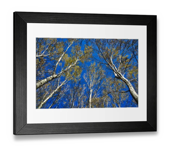 Framed Print : Italy, Mantova (Mantua). Autumn in public park Framed Print : Italy, Mantova (Mantua). Autumn in public park