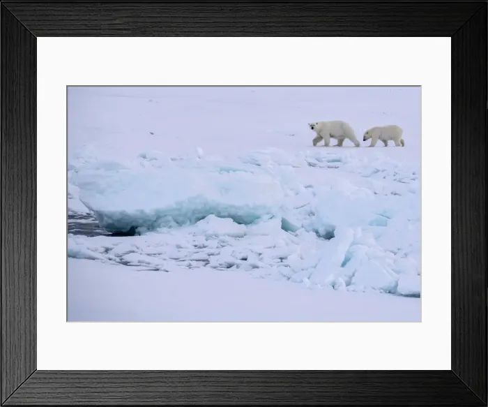 Framed Print : Norway, High Arctic. Polar bear mother and cub on sea ice Framed Print : Norway, High Arctic. Polar bear mother and cub on sea ice