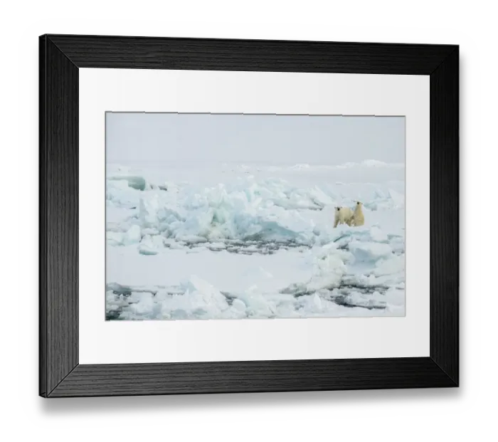 Framed Print : Norway, High Arctic. Polar bear mother and cub on sea ice Framed Print : Norway, High Arctic. Polar bear mother and cub on sea ice
