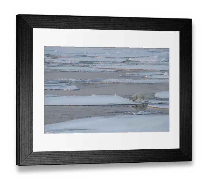 Framed Print : Norway, High Arctic. Lone polar bear on sea ice at dusk