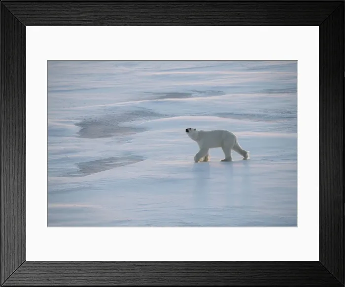 Framed Print : Norway, High Arctic. Underweight polar bear on sea ice at dusk