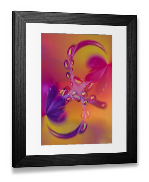 Framed Print : Close-up of flower reflected in waterdrop Framed Print : Close-up of flower reflected in waterdrop