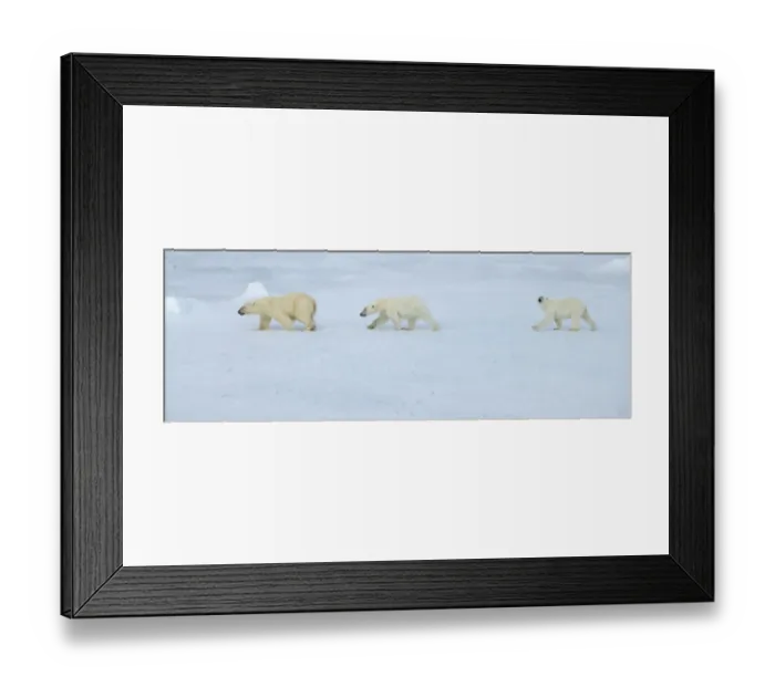 Framed Print : Russia, High Arctic, Franz Josef Land. Polar bear female with two cubs on sea ice Framed Print : Russia, High Arctic, Franz Josef Land. Polar bear female with two cubs on sea ice
