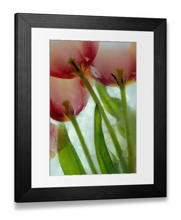Framed Print : Tulips in ice Framed Print : Tulips in ice