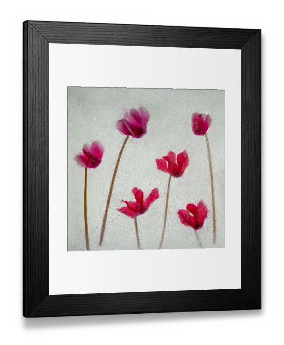 Framed Print : Cyclamen flowers in ice Framed Print : Cyclamen flowers in ice