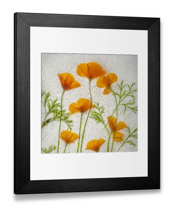 Framed Print : California poppies in ice Framed Print : California poppies in ice