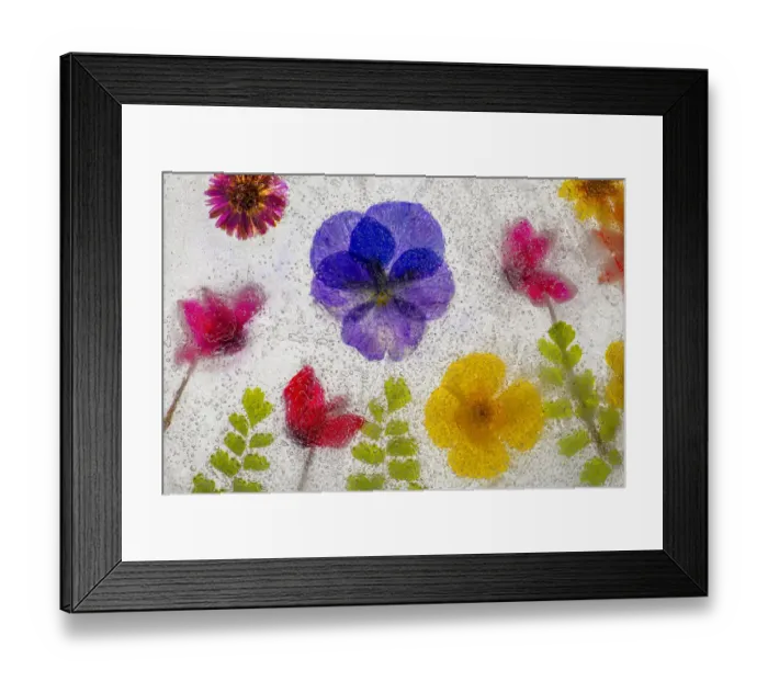 Framed Print : Mixed flowers in ice Framed Print : Mixed flowers in ice