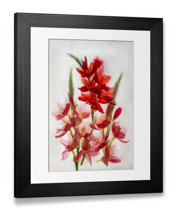 Framed Print : Kaffir lilies in ice Framed Print : Kaffir lilies in ice