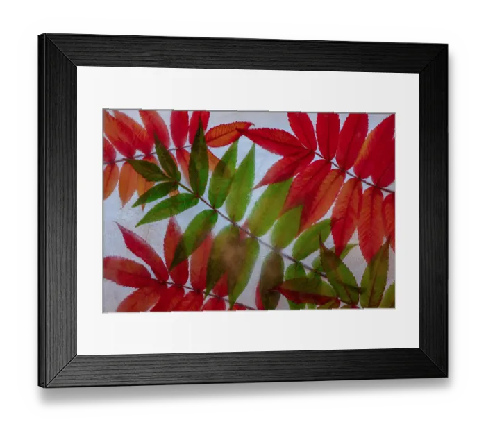 Framed Print : Red and green leaves in ice