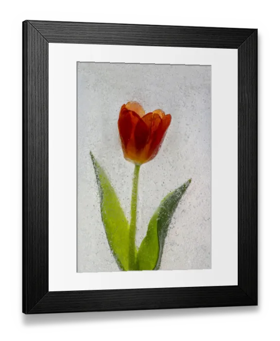 Framed Print : Tulip in ice Framed Print : Tulip in ice