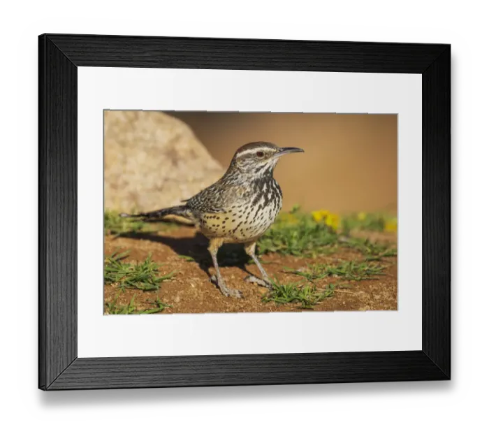 Framed Print : Cactus wren Framed Print : Cactus wren