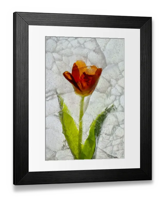 Framed Print : Tulip in ice