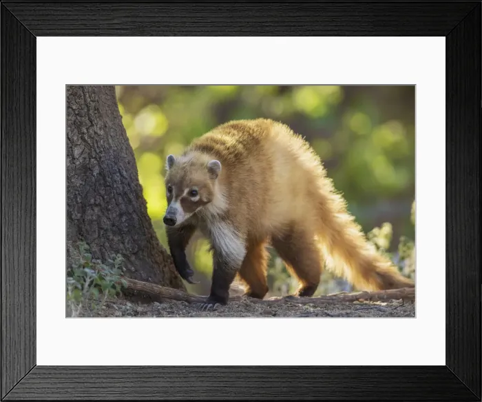 Framed Print : Coatimundi Framed Print : Coatimundi