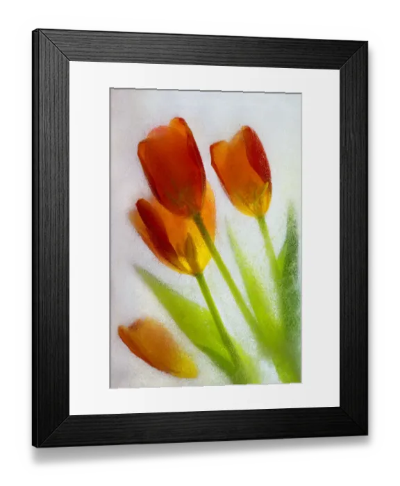 Framed Print : Tulip in ice Framed Print : Tulip in ice