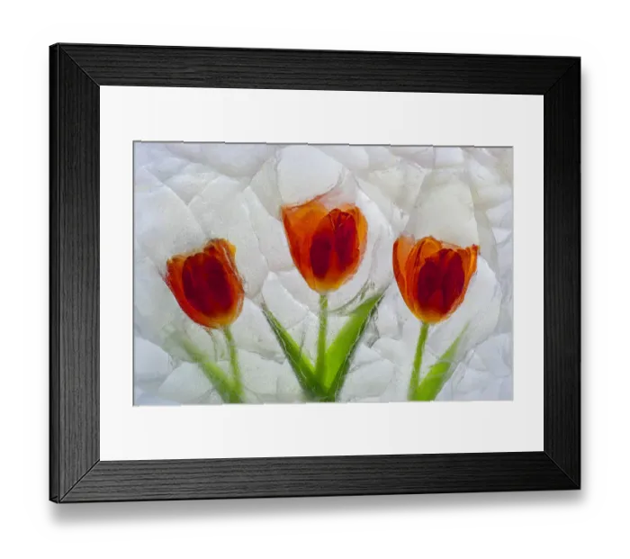 Framed Print : Tulip in ice Framed Print : Tulip in ice
