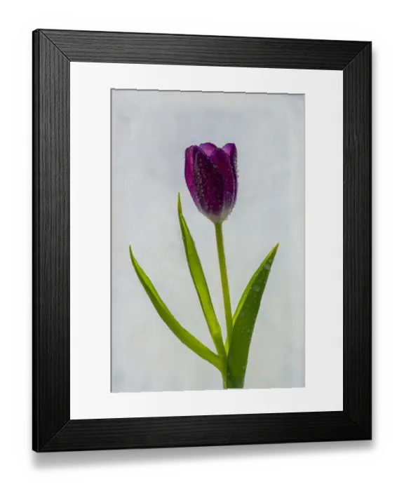 Framed Print : Tulip in ice