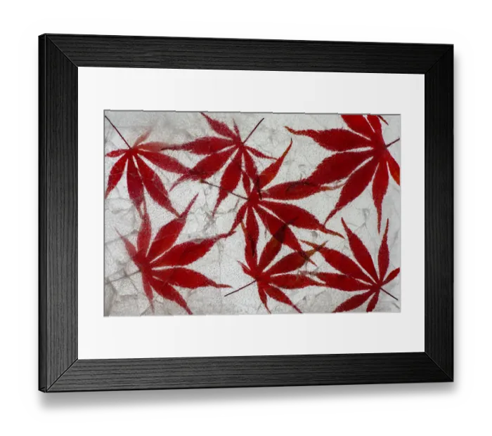Framed Print : Fall maple leaves in ice Framed Print : Fall maple leaves in ice