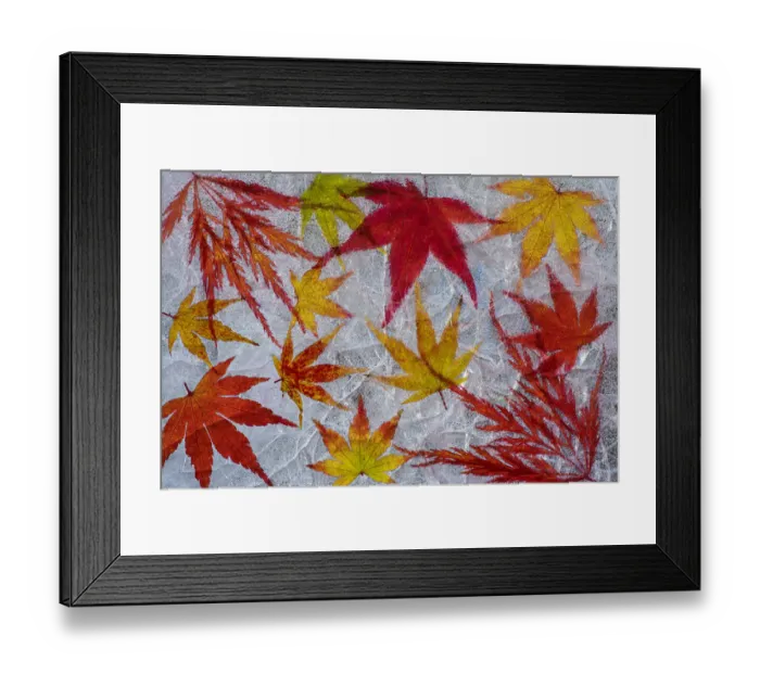 Framed Print : Fall maple leaves in ice Framed Print : Fall maple leaves in ice