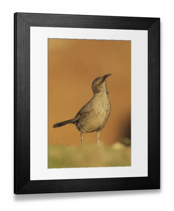 Framed Print : Curve-billed thrasher Framed Print : Curve-billed thrasher