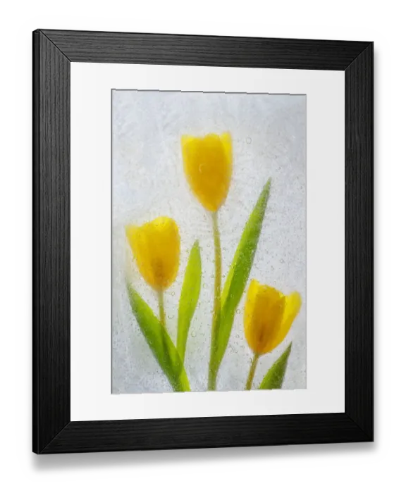 Framed Print : Tulips in ice Framed Print : Tulips in ice