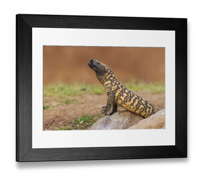 Framed Print : Gila monster drinking water