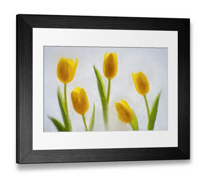 Framed Print : Tulips in ice Framed Print : Tulips in ice