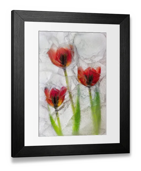 Framed Print : Tulips in ice Framed Print : Tulips in ice