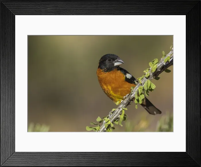 Framed Print : Black-headed grosbeak Framed Print : Black-headed grosbeak