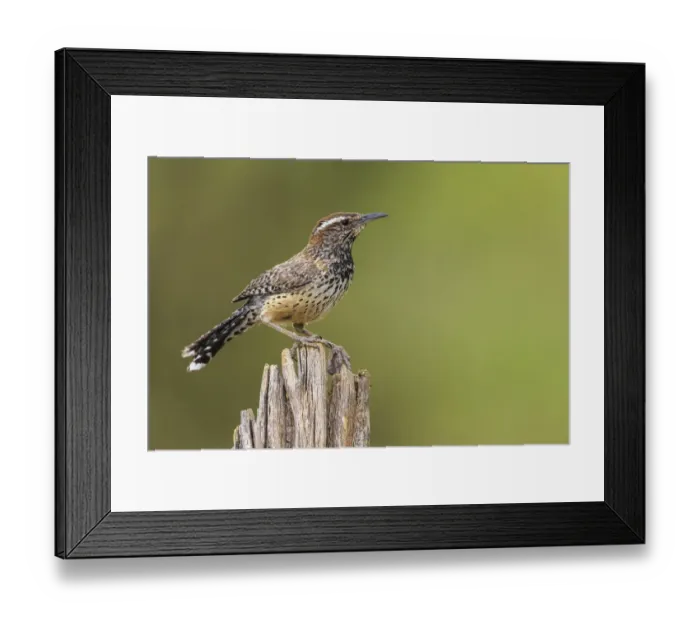 Framed Print : Cactus wren