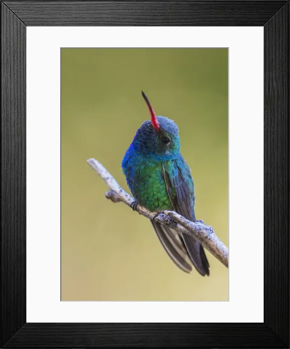 Framed Print : Broad-billed hummingbird Framed Print : Broad-billed hummingbird