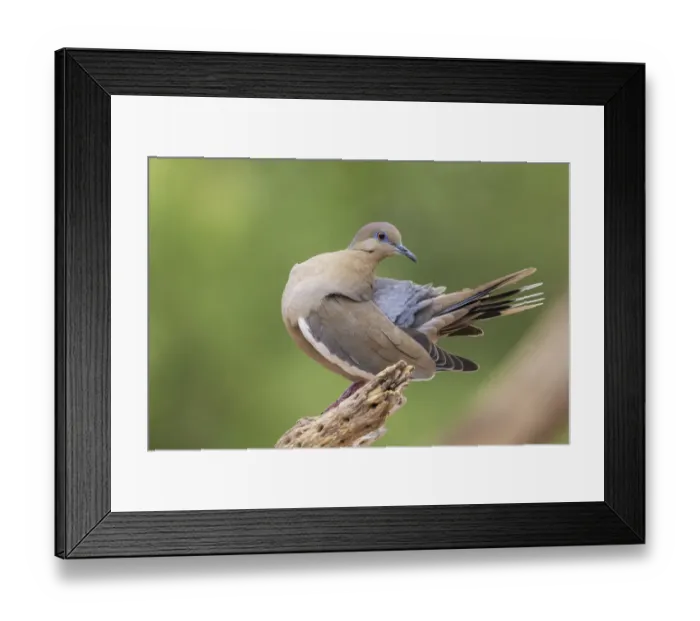 Framed Print : White-winged dove preening Framed Print : White-winged dove preening