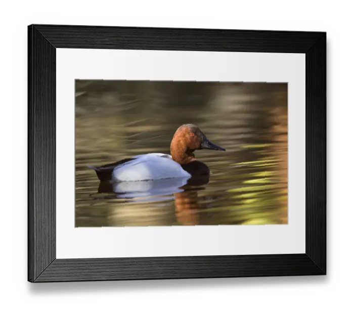 Framed Print : Canvasback duck Framed Print : Canvasback duck