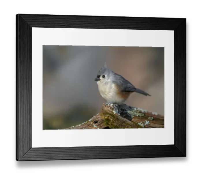 Framed Print : Tufted titmouse in winter