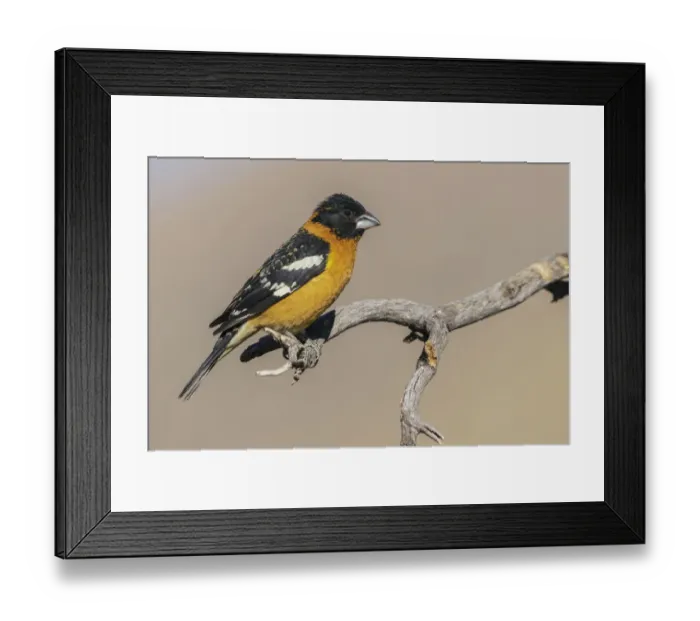 Framed Print : Black-headed grosbeak Framed Print : Black-headed grosbeak