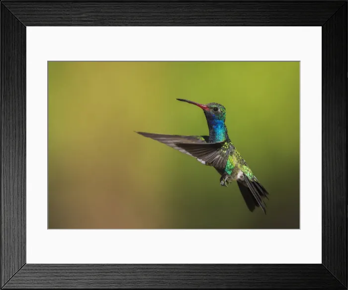 Framed Print : Male broad-billed hummingbird