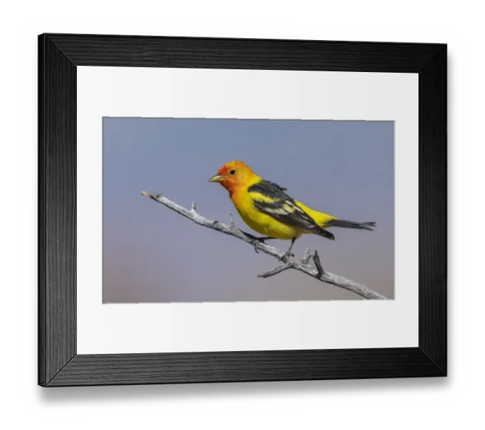 Framed Print : Western tanager Framed Print : Western tanager