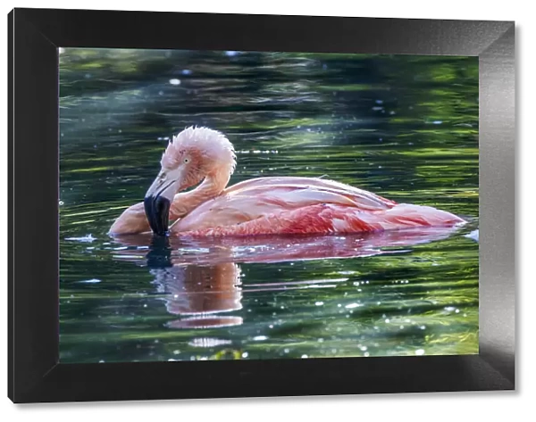 Chilean flamingo swimming