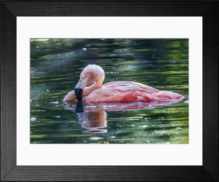 Framed Print : Chilean flamingo swimming